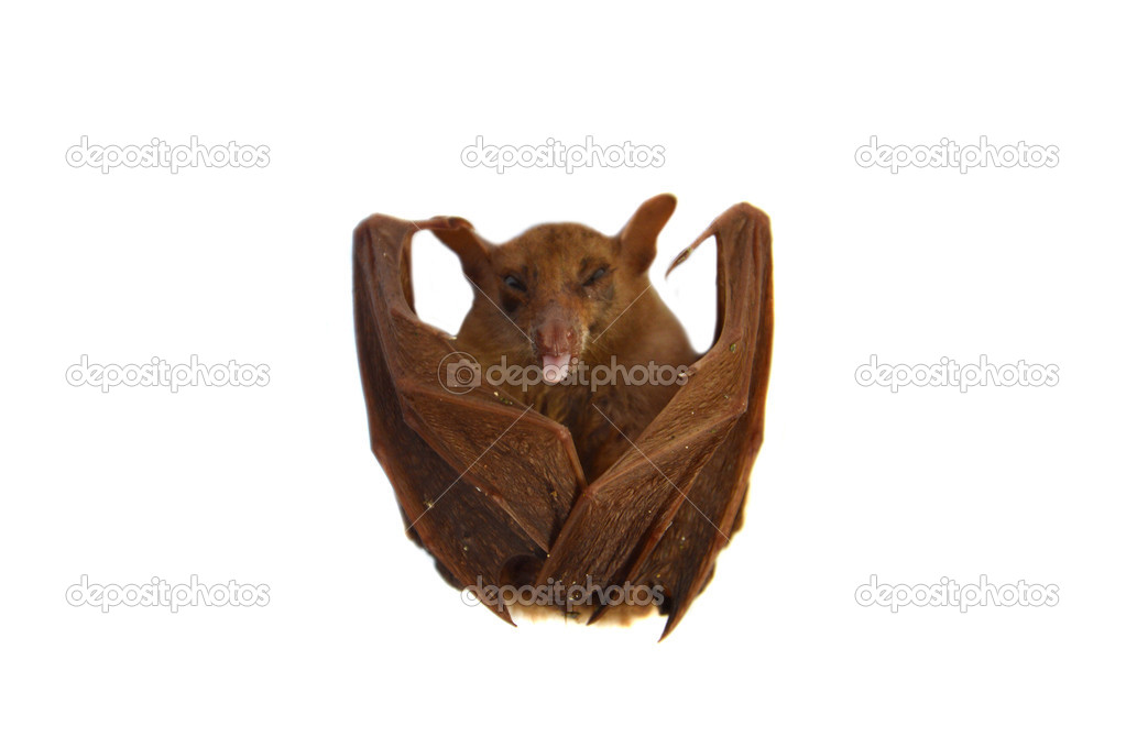 little bat