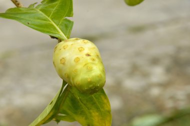 Noni meyve (Morinda citrifolia)