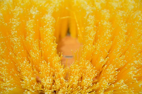 Detalhe da escova de cerdas — Fotografia de Stock