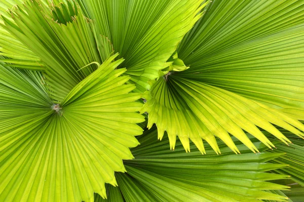 Frond — Stock Photo, Image