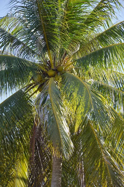 Palmera de coco — Foto de Stock