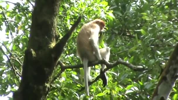 Macaco-probóscide — Vídeo de Stock