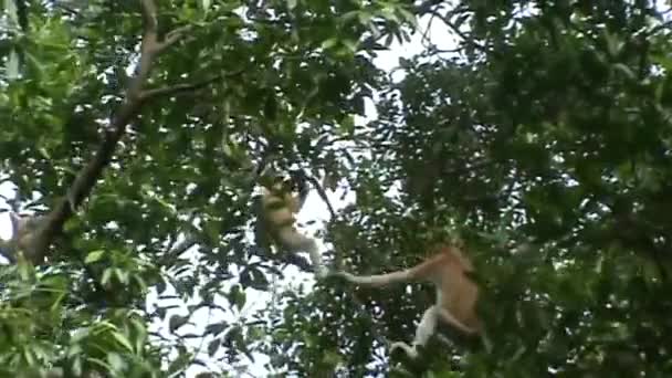 Proboscis monkey — Stock Video