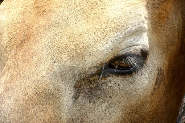 牛の眼球 — ストック写真