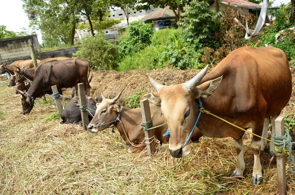 Cows — Stock Photo, Image