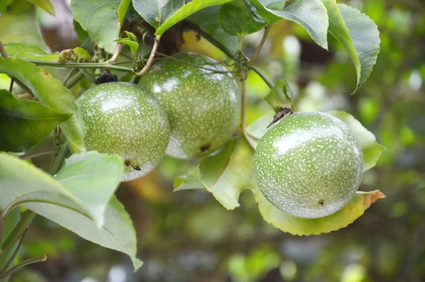 La fruta de la pasión —  Fotos de Stock