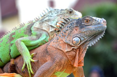 Iguana
