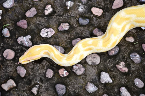 Albino phyton — Stockfoto