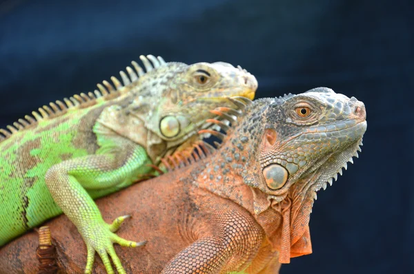 Iguana — Stock Photo, Image