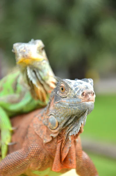 Iguana — Foto Stock