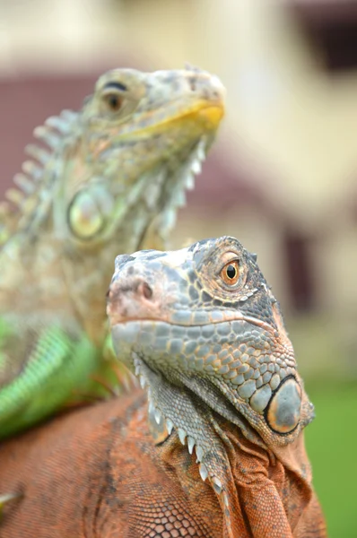 Iguana — Stock Photo, Image