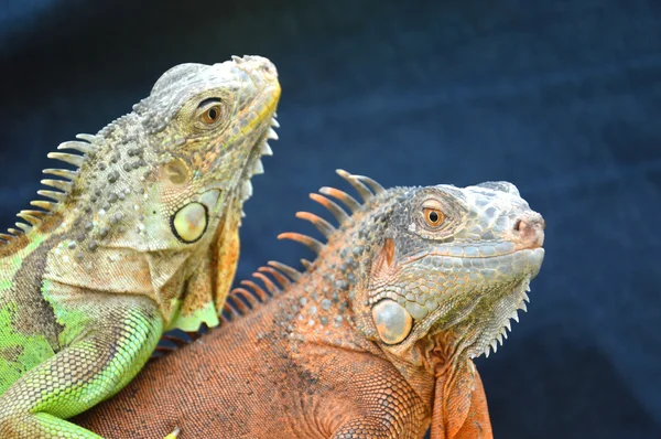 Iguana — Foto Stock