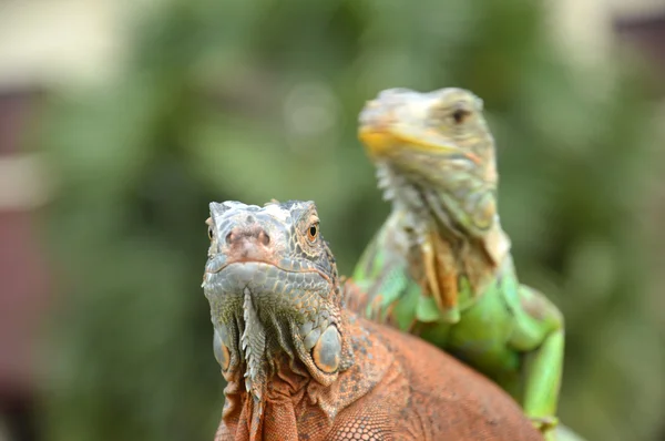 Leguan — Stockfoto