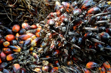 palmiye yağı meyve