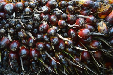 palmiye yağı meyve