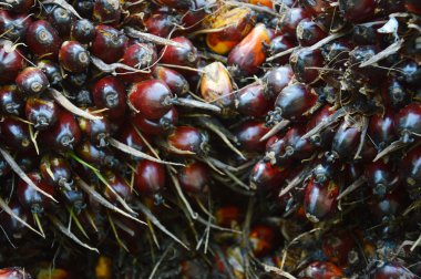 palmiye yağı meyve