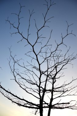büyük bir ağaç üzerinde kuru dalları 