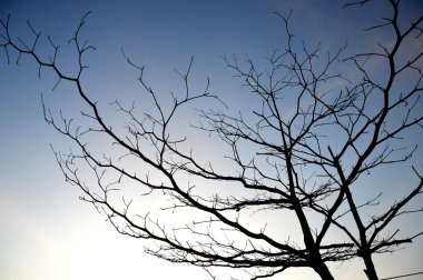 büyük bir ağaç üzerinde kuru dalları 