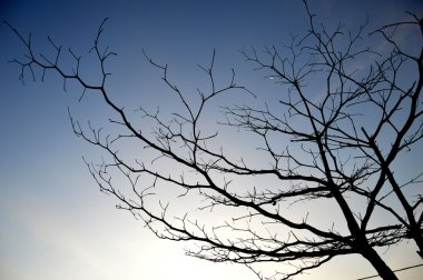 büyük bir ağaç üzerinde kuru dalları 