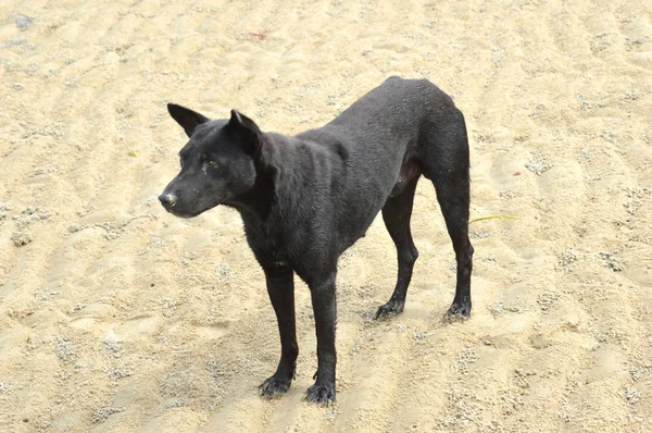 Schwarzer Hund — Stockfoto