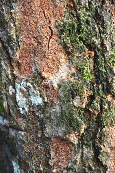 껍질 나무 — 스톡 사진