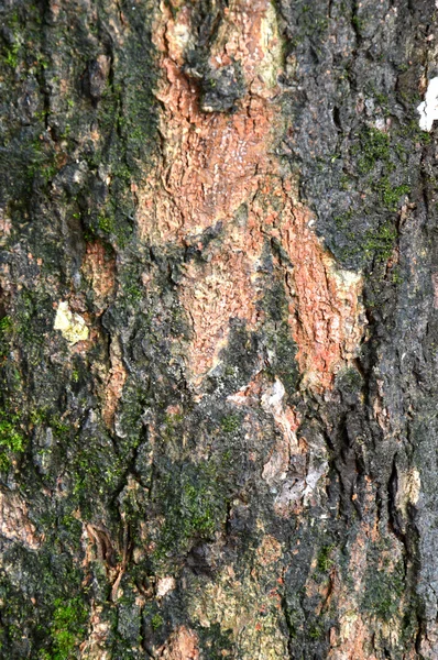 Bark träd — Stockfoto