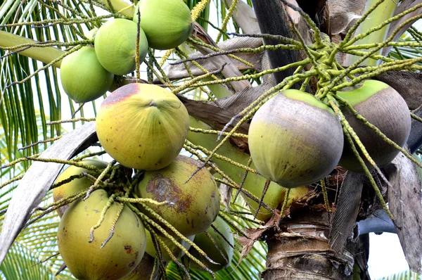 Palma de coco — Fotografia de Stock