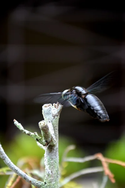 Чёрный жук — стоковое фото