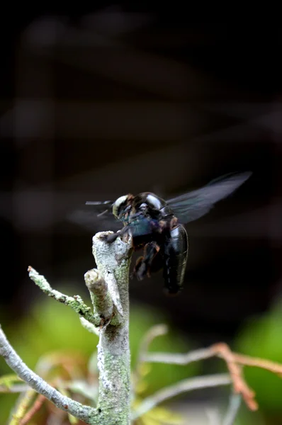 Escarabajo negro — Foto de Stock