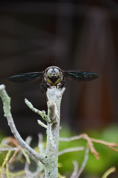 Escarabajo negro — Foto de Stock