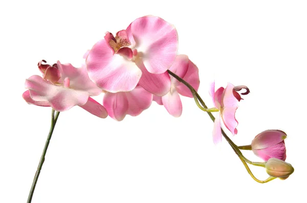 Dendrobium orchidea — Zdjęcie stockowe