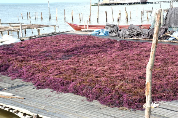 Algas marinas — Foto de Stock