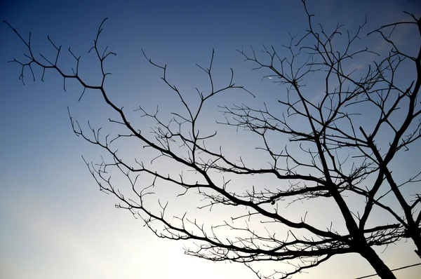 Dried branches on a big tree — Stock Photo, Image