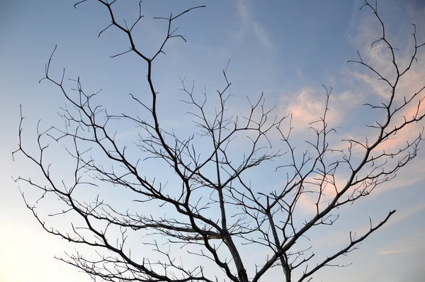 Dried branches on a big tree — Stock Photo, Image