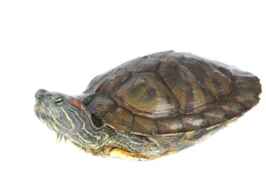 Brezilya kaplumbağası