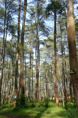 çok yüksek ağaç görünümü