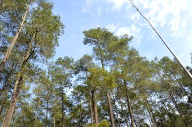 çok yüksek ağaç görünümü