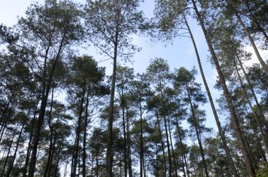 çok yüksek ağaç görünümü