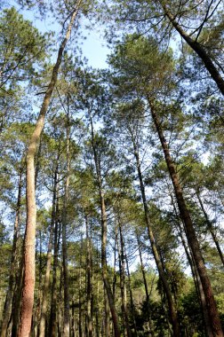 çok yüksek ağaç görünümü