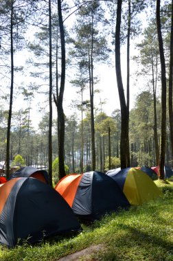 Ormanda kamp