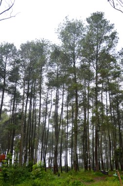 çok yüksek ağaç görünümü