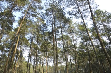 çok yüksek ağaç görünümü