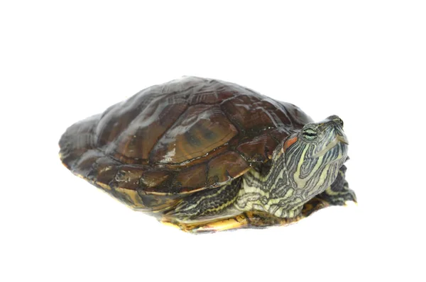 Brazilian turtle — Stock Photo, Image