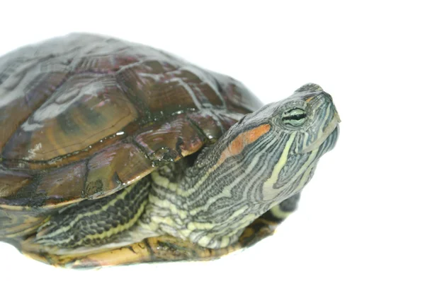 Brazilian turtle — Stock Photo, Image