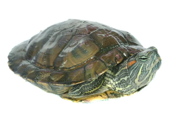 Brazilian turtle — Stock Photo, Image