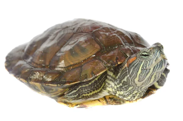 Brazilian turtle — Stock Photo, Image