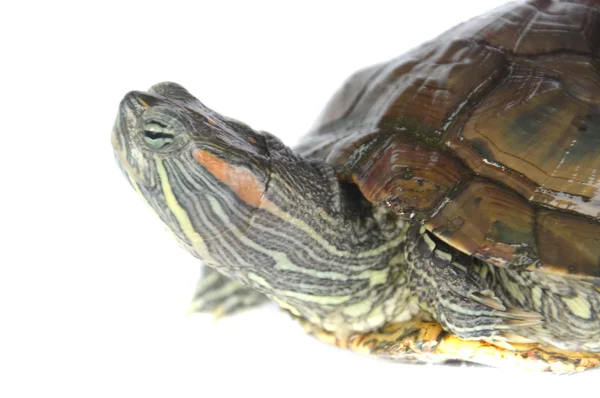 Brazilian turtle — Stock Photo, Image