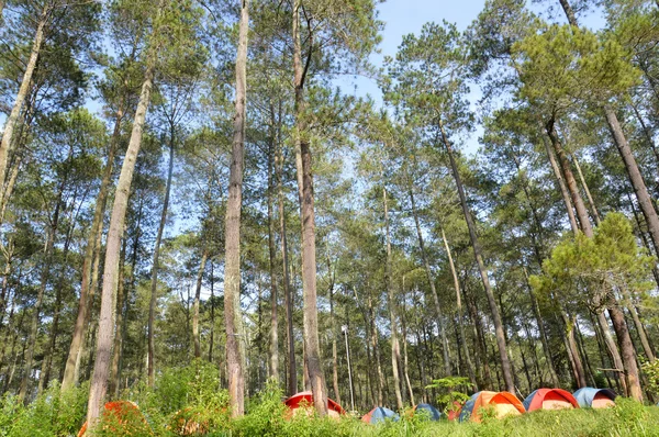 Campamento en el bosque — Foto de Stock