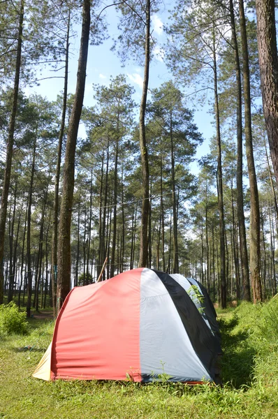 Kamp in de bossen — Stockfoto