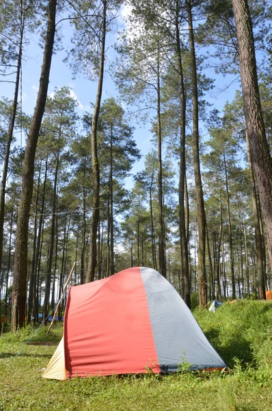 Camp in the woods — Stock Photo, Image
